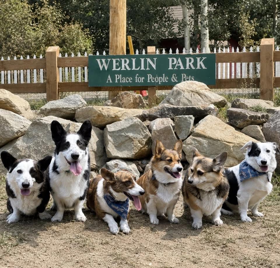 Corgis take over Georgetown for a second time!!!