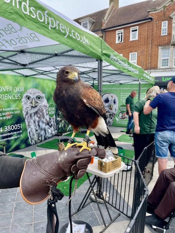 Birds of Prey Experience