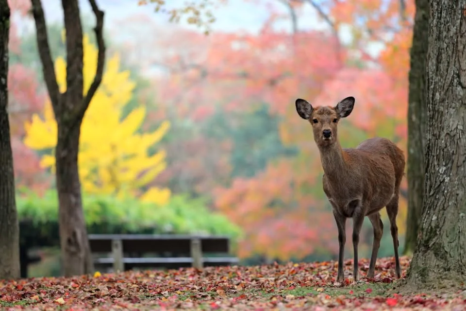 Gratis föreläsning: Höst i Japan med DN.erbjudanden