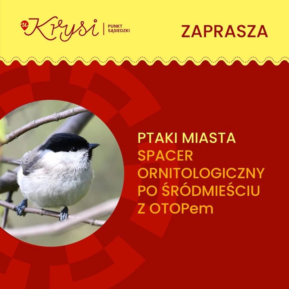 Ptaki miasta. Spacer ornitologiczny po Śródmieściu z Ogólnopolskim Towarzystwem Ochrony Ptaków