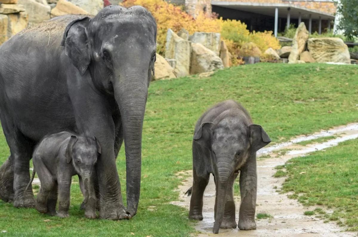 Ptáci, zvířata a moji příbuzní – divadlo v Zoo Praha