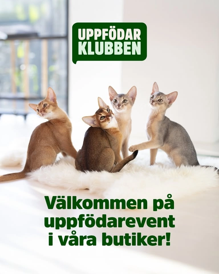 UPPFÖDARKVÄLL