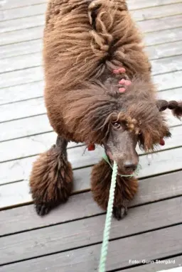 Unghundskurs för busiga Pudlar! FULLBOKAD