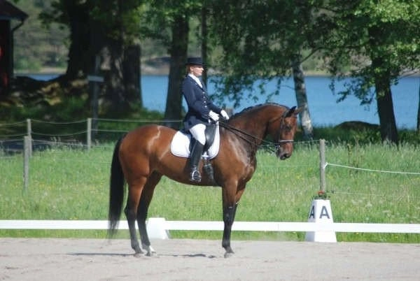 Dressyrkurser 3 juli ryttarens asymmetri