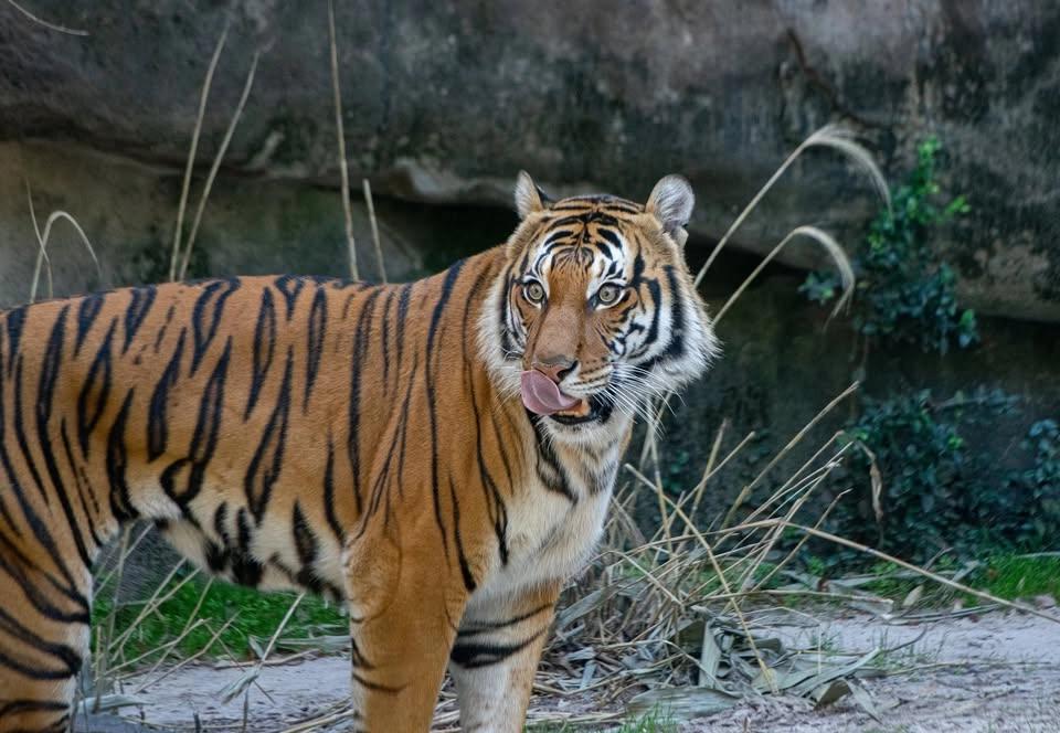 AANHPI Heritage Month at Houston Zoo