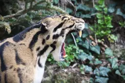 Nzoo Bojnice: Ročná permanentka