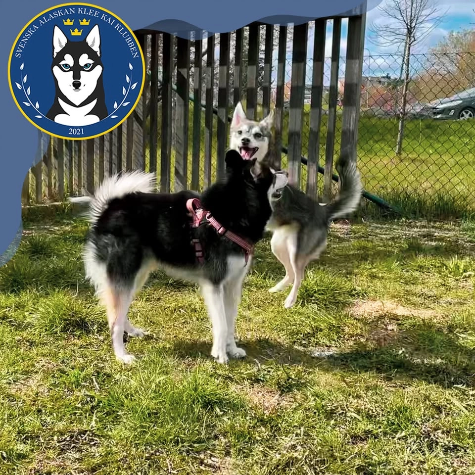Klee Kai Träff i Göteborg - Sommar 2026