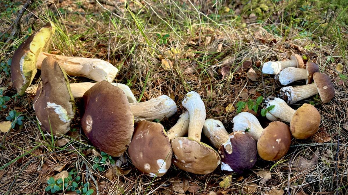 Svamppromenad i Änggårdsbergen