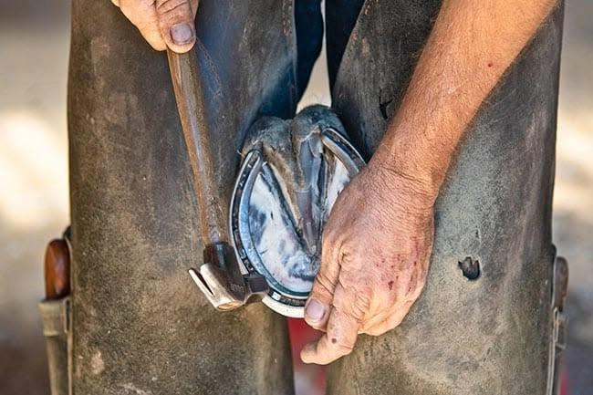 Foundations of Soundness: A Farrier and Veterinary Perspective on Laminitis Management