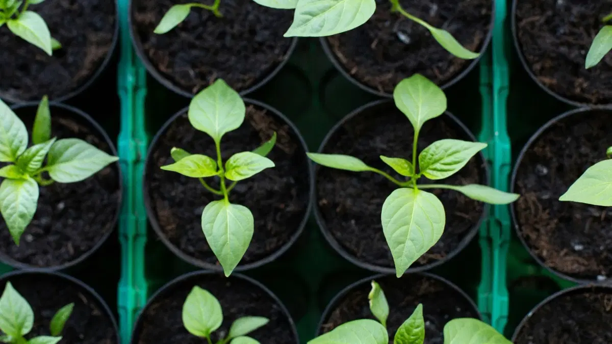 Plant och sticklingsmarknad