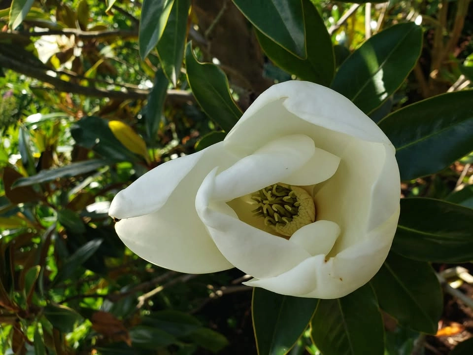 Arboretum Walking Tour