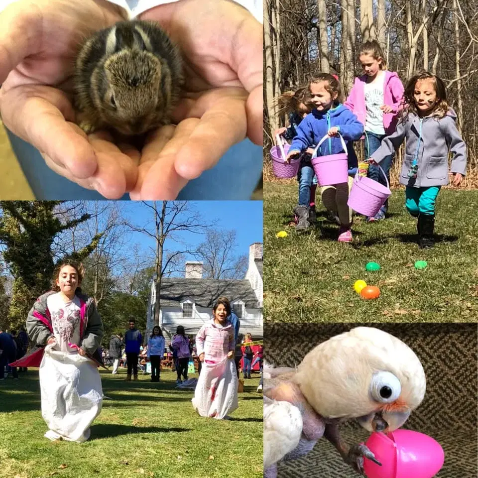 Spring Festival and Egg Hunt