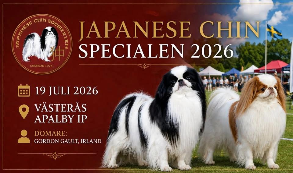 Japanese Chin Specialen 2026