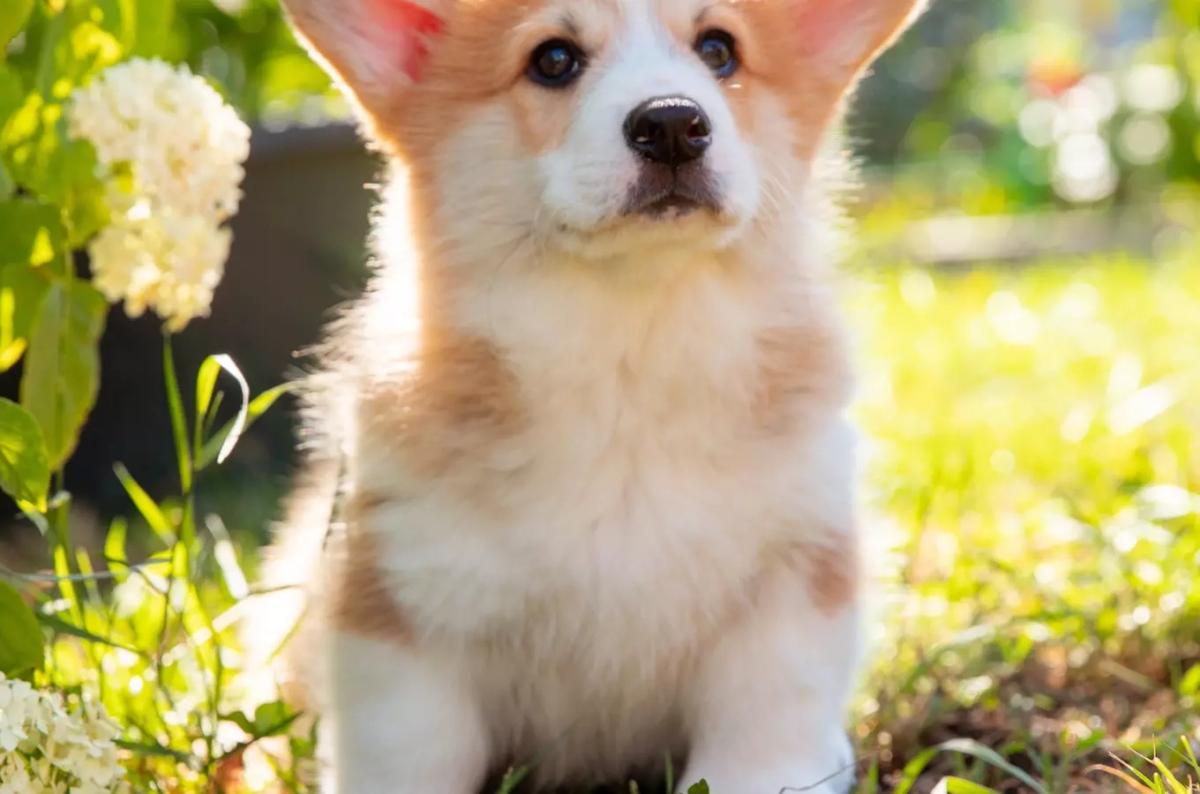 Jóga se štěňátky corgi se Spojka studiem