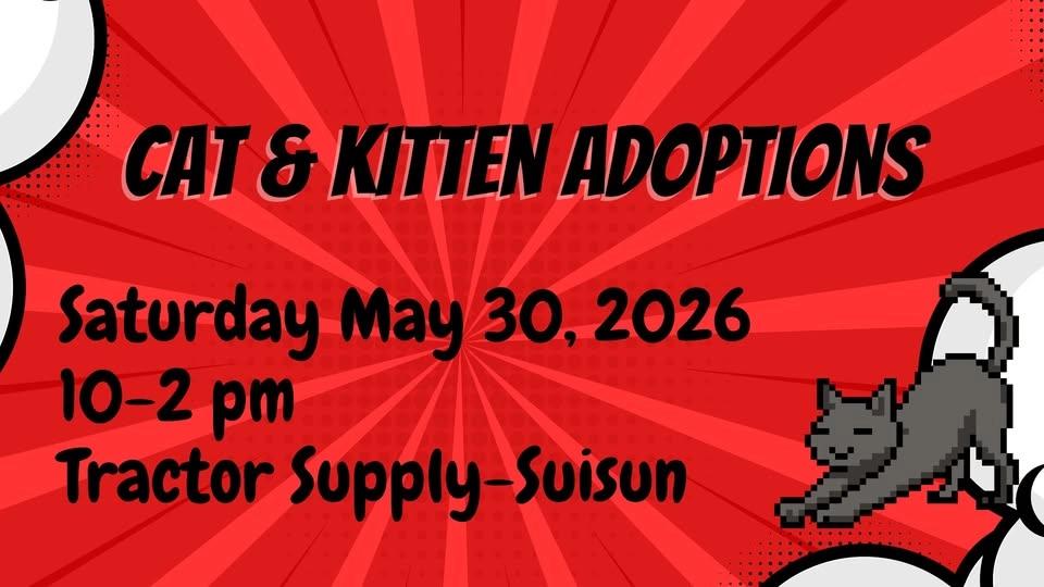 Cat and Kitten Adoptions