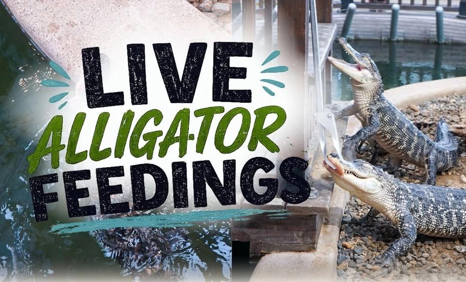 Live Alligator Feedings