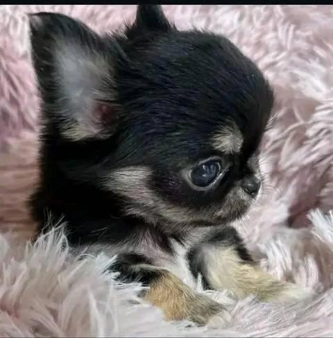 Chihuahua puppies for adoption