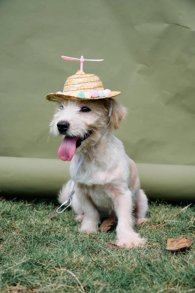 NGÀY HỘI NHẬN NUÔI “THEO SEN VỀ NHÀ”