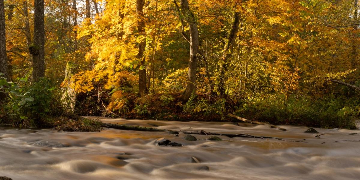 Utställning: Nära och avlägsna naturfotografier