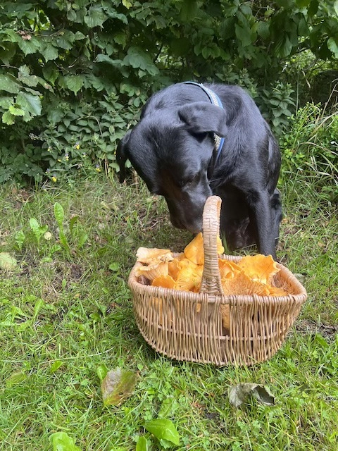 Intensivkurs - Kantarellsök