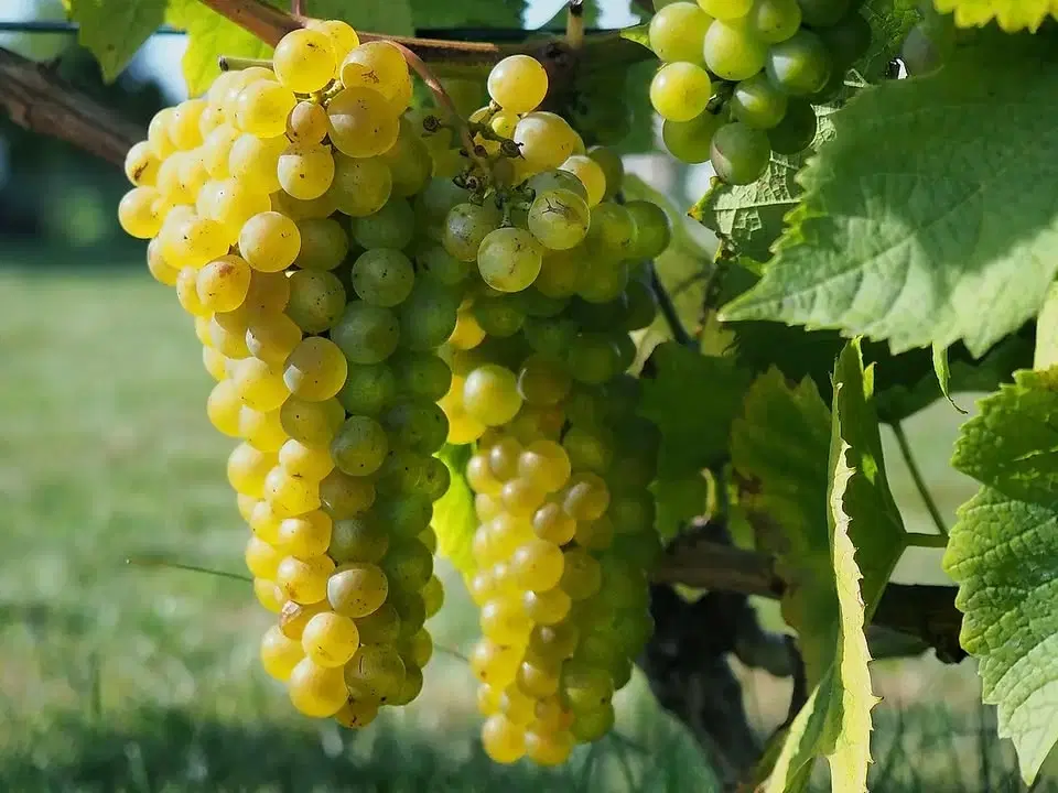 Vinprovning "VINLANDET SVERIGE"