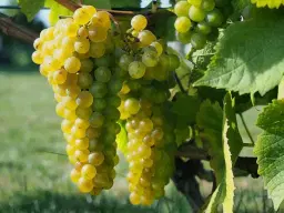 Vinprovning "VINLANDET SVERIGE"