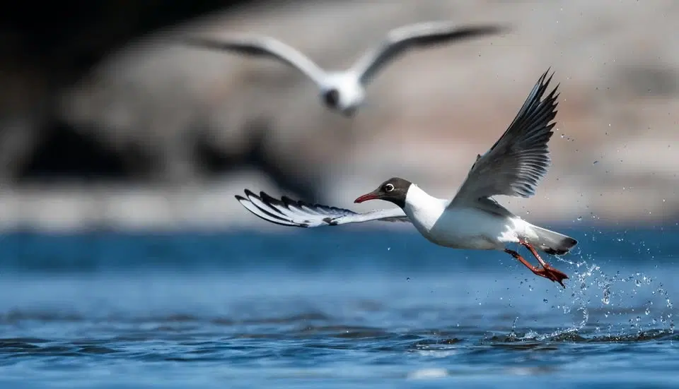 Vardagsvandring Årike Fyris