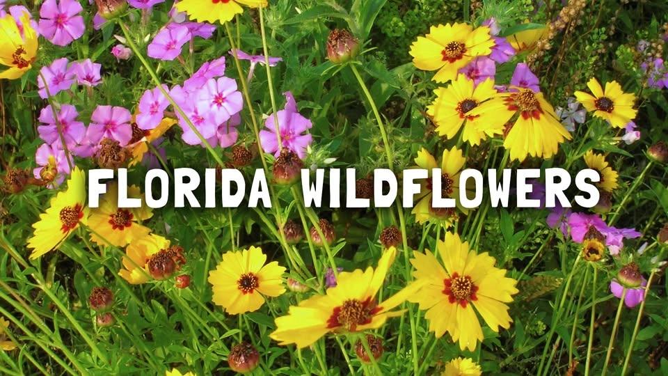 Florida Wildflowers!