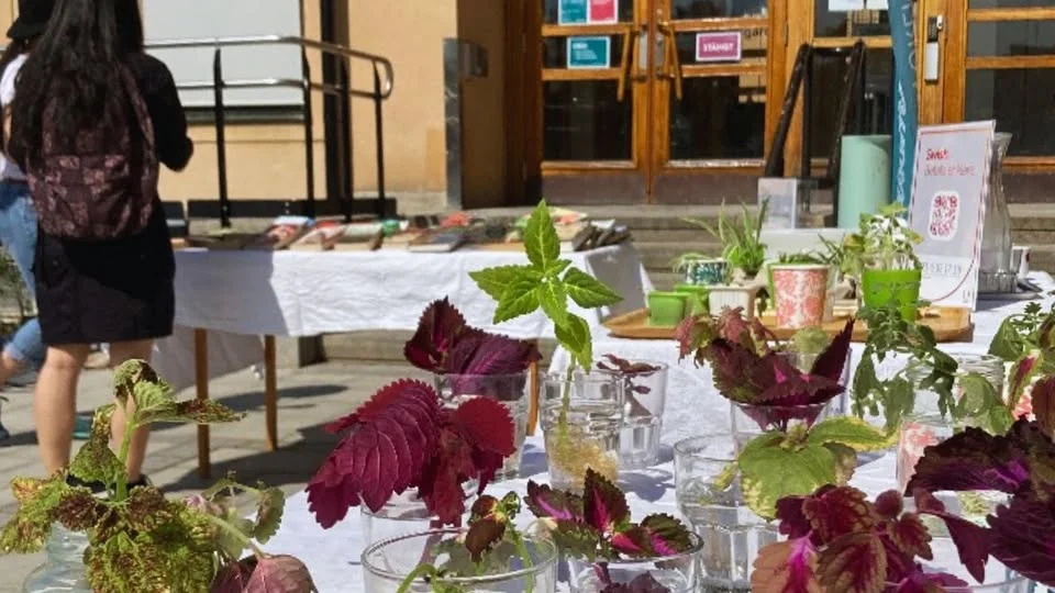 Stickling & Stickning