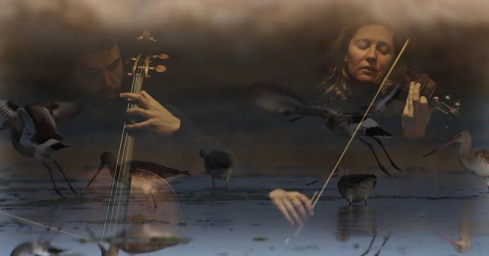 Life on Land's Edge - Tugun - A cinematic concert celebrating migratory shorebirds