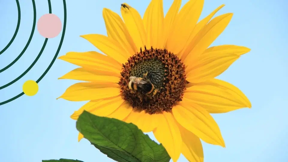 Week 17 - gör en fröbomb