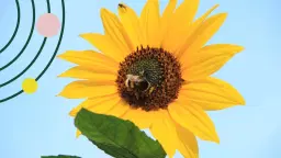 Week 17 - gör en fröbomb