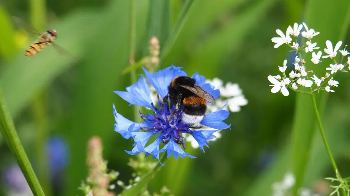 En trädgård i balans – om odling för ökad biologisk mångfald