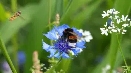En trädgård i balans – om odling för ökad biologisk mångfald