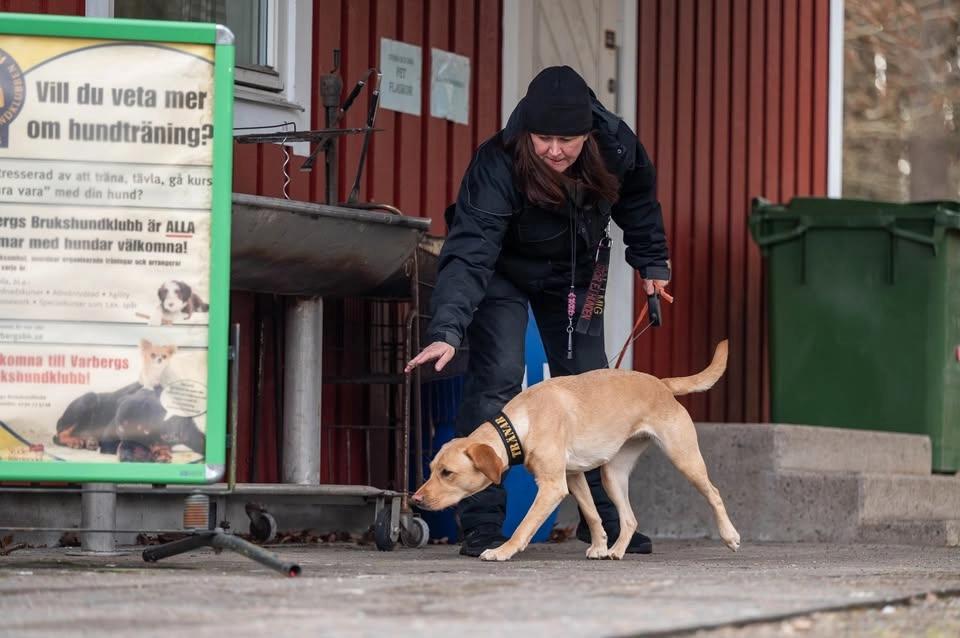 Midsommarnosen: inofficiell lagtävling i nosework