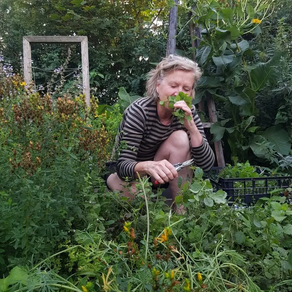 Odla läkeväxter och bereda din egen medicin - en kurs i 4 träffar