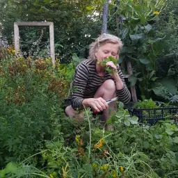 Odla läkeväxter och bereda din egen medicin - en kurs i 4 träffar