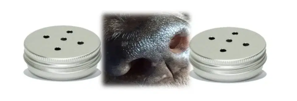 Nosework Grund/Nybörjarkurs