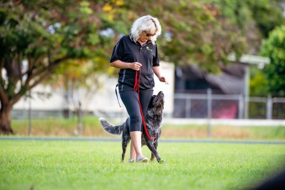 Beginners Obedience