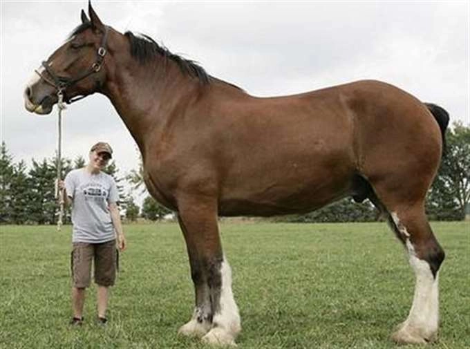 Onsdagsquiz på Råcksta Krog
