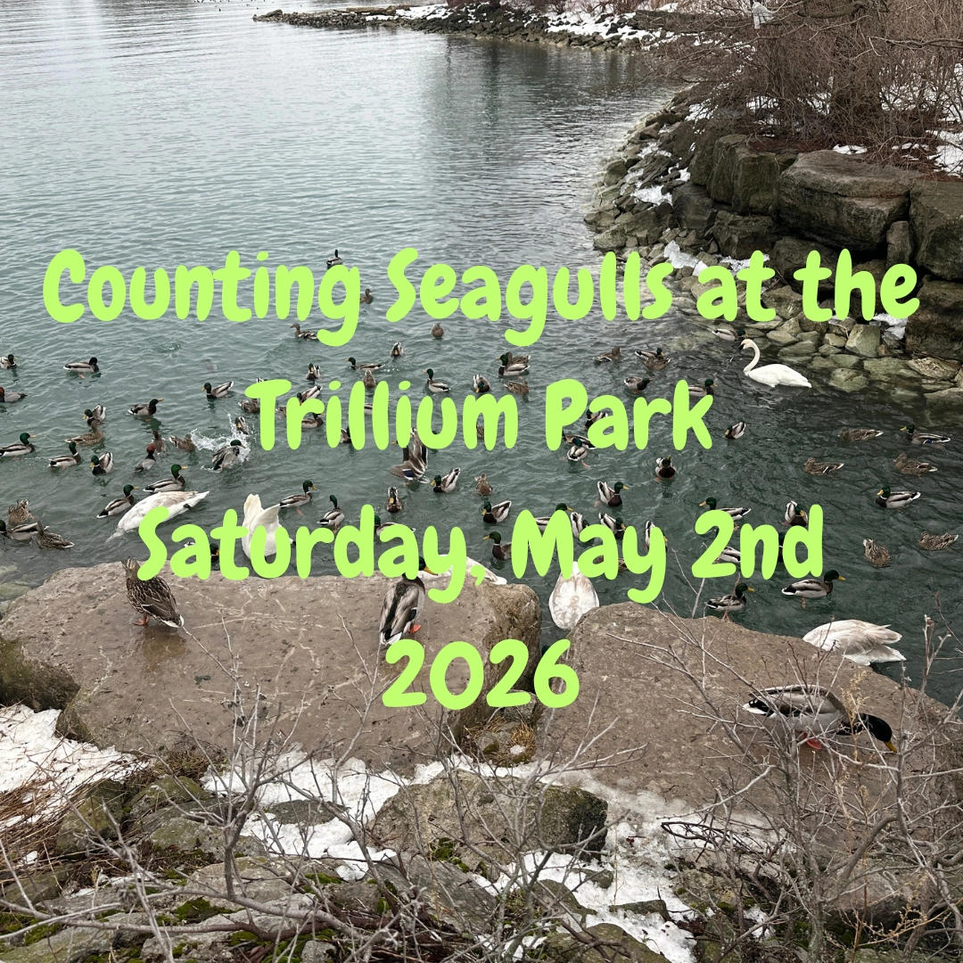 Counting Seagulls at the Trillium Park