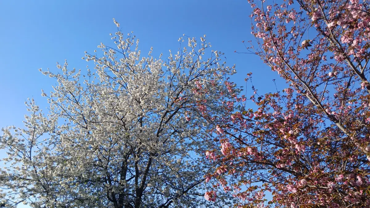 Hanami @Laghetto dell'EUR - painting, poetry, picnic!