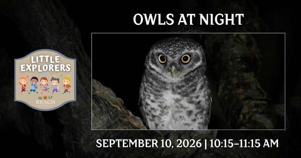 Little Explorers: Owls at Night