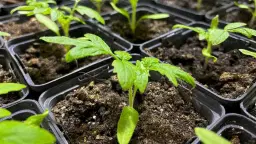 Påsklovskul: Så ett frö!