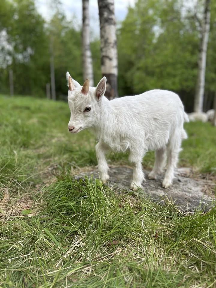 Träning i killinghagen