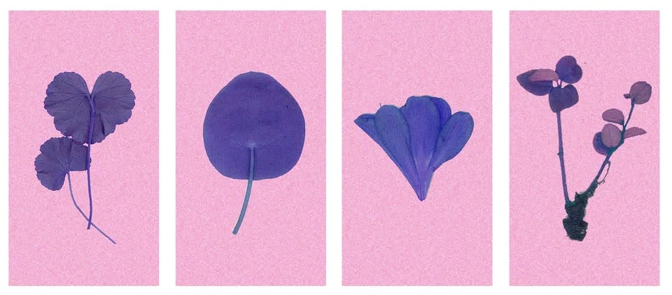 Plantbyte - Byt fröer, sticklingar och plantor!