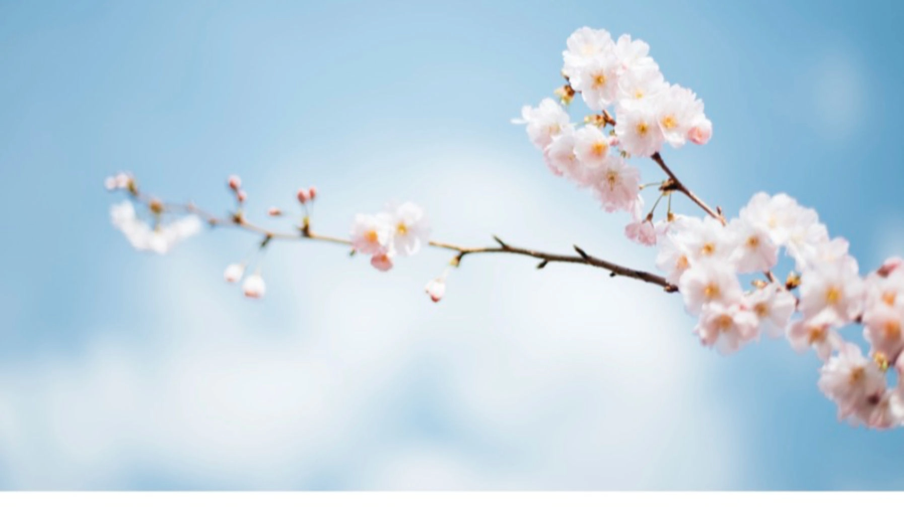 Vårkonsert med Öresunds Unga Symfoniker och Latinskolans kammarkör