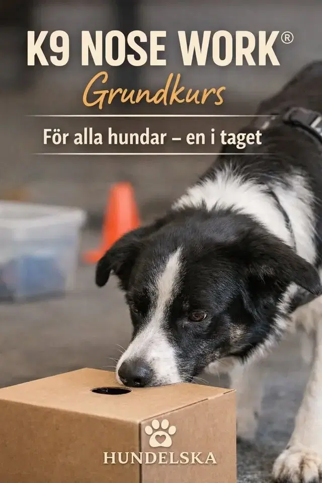 Bästa nosen - K9 Nose Work-grundkurs