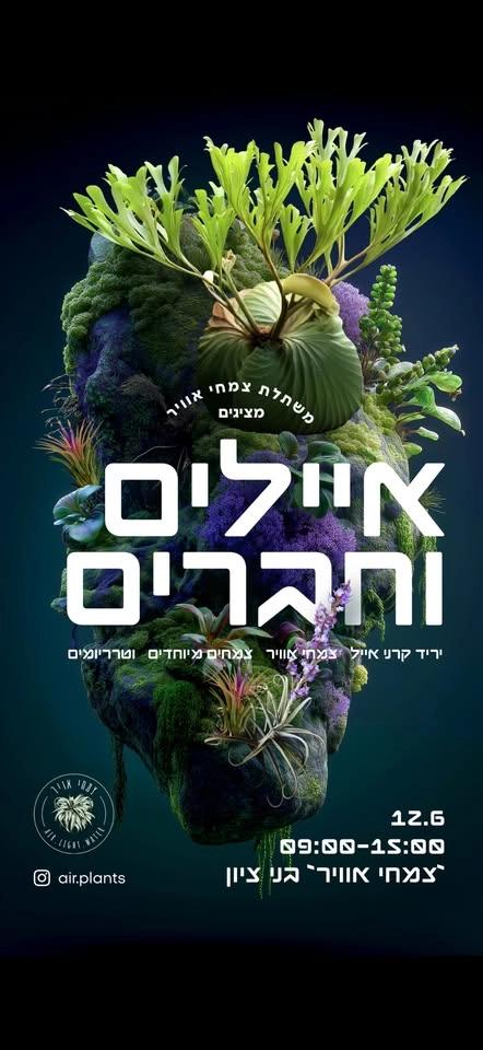 איילים וחברים- יריד ענק של קרני אייל/צמחי אויר/סחלבים/טרריומים