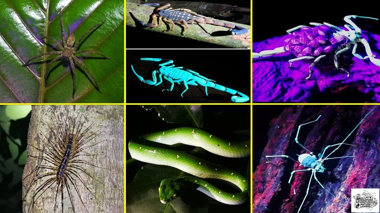 Scorpions' Trail Night UV Adventures & Hike - UV Fluorescence World